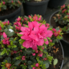 Labe - Japanese Azalea - Labe - Rhododendron