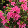 Rosalind - Japanese Azalea - Rosalind - Rhododendron (Azalea)