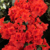 Santa Maria - Japanese Azalea - Santa Maria - Rhododendron (Azalea)