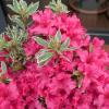 Silver Sword - Japanese azalea - Silver Sword - Rhododendron