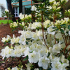 Sněžka PBR - Japanese azalea - Sněžka PBR - Rhododendron