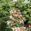 Hydrangea paniculata 'PIIHPI' BABY LACE PBR- hortensja bukietowa - Hydrangea paniculata 'PIIHPI' BABY LACE PBR