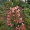 Hydrangea paniculata 'PIIHPI' BABY LACE PBR- Rispenhortensie - Hydrangea paniculata 'PIIHPI' BABY LACE PBR