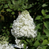 Hydrangea paniculata 'Ilobo' BOBO PBR- hortensja bukietowa - Hydrangea paniculata 'Ilobo' BOBO PBR