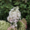 Hydrangea paniculata 'Ilobo' BOBO PBR- Rispenhortensie - Hydrangea paniculata 'Ilobo' BOBO PBR