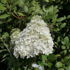 Hydrangea paniculata 'Bombshell' PBR - hortensja bukietowa - Hydrangea paniculata 'Bombshell' PBR