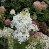 Hydrangea paniculata 'Bombshell' PBR - hortensja bukietowa - Hydrangea paniculata 'Bombshell' PBR