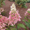 Hydrangea paniculata 'HP0PR013' CANDLELIGHT PBR - Panicle hydrangea - Hydrangea paniculata 'HP0PR013' CANDLELIGHT PBR