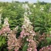 Hydrangea paniculata 'HP0PR013' CANDLELIGHT PBR - hortensja bukietowa - Hydrangea paniculata 'HP0PR013' CANDLELIGHT PBR