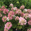 Hydrangea paniculata 'Rendia' DIAMANT ROUGE PBR - Panicle hydrangea - Hydrangea paniculata 'Rendia' DIAMANT ROUGE PBR