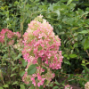 Hydrangea paniculata 'Ren101' DIAMANTINO PBR - Rispenhortensie - Hydrangea paniculata 'Ren101' DIAMANTINO PBR