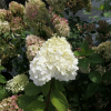 Hydrangea paniculata 'Ren101' DIAMANTINO PBR - hortensja bukietowa - Hydrangea paniculata 'Ren101' DIAMANTINO PBR