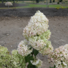 Hydrangea paniculata 'Ren101' DIAMANTINO PBR - Panicle hydrangea - Hydrangea paniculata 'Ren101' DIAMANTINO PBR