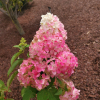 Hydrangea paniculata 'Renba' Fraise Melba PBR - hortensja bukietowa - Hydrangea paniculata 'Renba' Fraise Melba PBR