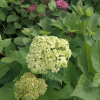 Hydrangea arborescens 'SMNHALR' LIME RICKEY PBR - hortensja drzewiasta ;hortensja krzewiasta ; hortensja krzaczasta - Hydrangea arborescens 'SMNHALR' LIME RICKEY PBR