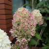 Hydrangea paniculata 'Limelight' PBR - hortensja bukietowa - Hydrangea paniculata 'Limelight' PBR