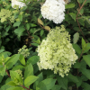 Hydrangea paniculata 'Little Alf' - Panicle hydrangea - Hydrangea paniculata 'Little Alf'