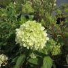 Hydrangea paniculata LITTLE LIME 'Jane' ® - Panicle hydrangea - Hydrangea paniculata LITTLE LIME 'Jane' ®