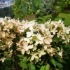 Hydrangea paniculata 'LC NO4' Living Touch Of Pink PBR - hortensja bukietowa - Hydrangea paniculata 'LC NO4' Living Touch Of Pink PBR