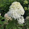 Hydrangea paniculata 'Bokraflame' Magical Candle PBR - Panicle hydrangea - Hydrangea paniculata 'Bokraflame' Magical Candle PBR