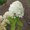 Hydrangea paniculata 'Bokraflame' Magical Candle PBR - hortensja bukietowa - Hydrangea paniculata 'Bokraflame' Magical Candle PBR