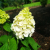 Hydrangea paniculata 'Kolmamon' Magical Mont Blanc PBR - Panicle hydrangea - Hydrangea paniculata 'Kolmamon' Magical Mont Blanc PBR