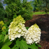 Hydrangea paniculata 'Kolmamon' Magical Mont Blanc PBR - Panicle hydrangea - Hydrangea paniculata 'Kolmamon' Magical Mont Blanc PBR