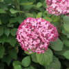 Hydrangea arborescens 'NCHA1' PINK ANNABELLE PBR - smooth hydrangea ; wild hydrangea ; sevenbark ; sheep flower - Hydrangea arborescens 'NCHA1' PINK ANNABELLE PBR