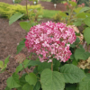 Hydrangea arborescens 'NCHA1' PINK ANNABELLE PBR - smooth hydrangea ; wild hydrangea ; sevenbark ; sheep flower - Hydrangea arborescens 'NCHA1' PINK ANNABELLE PBR