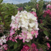 Hydrangea paniculata 'Pink Diamond' - Rispenhortensie - Hydrangea paniculata 'Pink Diamond'