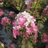 Hydrangea paniculata 'Pink Diamond' - Rispenhortensie - Hydrangea paniculata 'Pink Diamond'