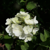 Hydrangea paniculata 'Pink Diamond' - hortensja bukietowa - Hydrangea paniculata 'Pink Diamond'