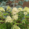 Hydrangea paniculata 'Renvagor' ROMANTIC ACE - Panicle hydrangea - Hydrangea paniculata 'Renvagor' ROMANTIC ACE