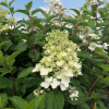 Hydrangea paniculata 'Silver Dollar' - Panicle hydrangea - Hydrangea paniculata 'Silver Dollar'