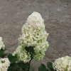 Hydrangea paniculata 'Silver Dollar' - Rispenhortensie - Hydrangea paniculata 'Silver Dollar'