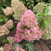 Hydrangea paniculata 'Rensun' SUNDAE FRAISE PBR - hortensja bukietowa - Hydrangea paniculata 'Rensun' SUNDAE FRAISE PBR