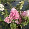 Hydrangea paniculata 'Rensun' SUNDAE FRAISE PBR - Rispenhortensie - Hydrangea paniculata 'Rensun' SUNDAE FRAISE PBR