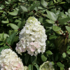 Hydrangea paniculata 'Rensun' SUNDAE FRAISE PBR - Rispenhortensie - Hydrangea paniculata 'Rensun' SUNDAE FRAISE PBR