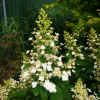 Hydrangea paniculata 'Unique' - hortensja bukietowa - Hydrangea paniculata 'Unique'