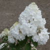 Hydrangea paniculata 'Renhy' Vanille-Fraise PBR - Rispenhortensie - Hydrangea paniculata 'Renhy' Vanille-Fraise PBR