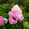 Hydrangea paniculata 'Renhy' Vanille-Fraise PBR - Panicle hydrangea - Hydrangea paniculata 'Renhy' Vanille-Fraise PBR