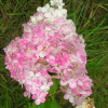 Hydrangea paniculata 'Renhy' Vanille-Fraise PBR - hortensja bukietowa - Hydrangea paniculata 'Renhy' Vanille-Fraise PBR