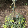 Abies cephalonica 'Barabits Gold' - Пихта греческая - Abies cephalonica 'Barabits Gold'