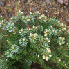 Abies koreana 'Blue Magic' -Пихта корейская - Abies koreana 'Blue Magic'