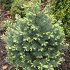 Abies lasiocarpa 'Nana Compacta' - Alpine fir - Abies lasiocarpa 'Nana Compacta'