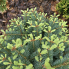 Abies lasiocarpa 'Nana Compacta' - Alpine fir - Abies lasiocarpa 'Nana Compacta'