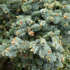 Abies procera 'Blue Wonder' - Пихта высокая - Abies procera 'Blue Wonder'