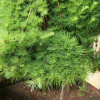 Larix kaempferi 'Stiff Weeper' - Japanese Larch - Larix kaempferi 'Stiff Weeper'