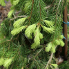 Picea abies 'Lemon Drop' - Ель обыкновенная - Picea abies 'Lemon Drop'