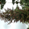 Picea abies 'Rydal' - Eль обыкновенная - Picea abies 'Rydal'